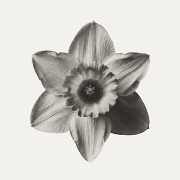 Single black and white daffodil flower head centered on a plain background with daffodil narcissus botanical monochrome isolated greyscale minimalist delicate