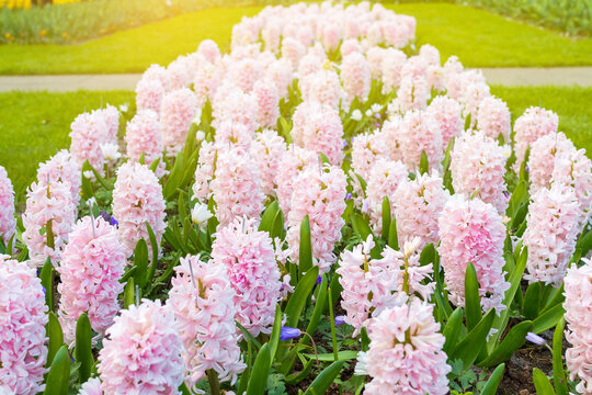 Pink Hyacinth flowers with beautiful bouquet background in spr
