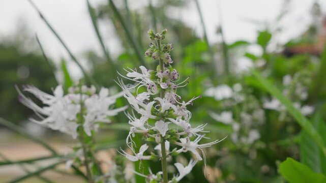 Cat whiskers plant flower blooming in natural outdoor garden with soft motion.