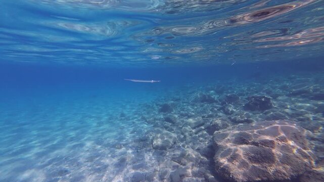Needlefish Swimming in Crystal Clear Shallow Water