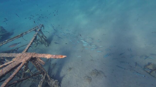 Large school of silver fish swimming past a rusty underwater shipwreck structure