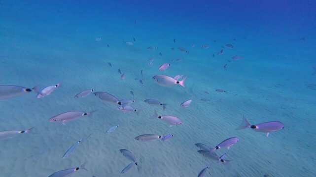 Close underwater view of a school of saddled seabream swimming over a clean sandy ocean floor