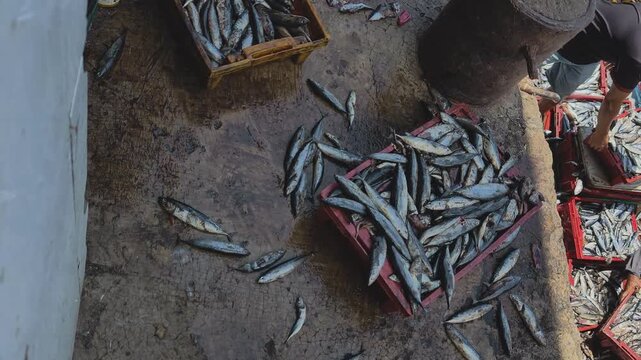 Fishery workers tossing crates of harvested mackerel fish from a fishing boat onto the concrete pier