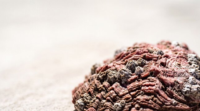 Red abalone shell with small barnacles on light beach sand provides textured marine life macro view.