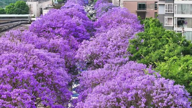 ** Purple Jacaranda Trees in Bloom Along City Street