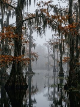 Mystical Foggy Swamp with Cypress Trees and Spanish Moss in Autumn, Eerie Bayou Landscape at Dawn