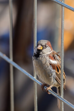 A beautiful little sparrow (Passer domesticus), a solitary male. Once very common, the sparrow is now an endangered bird in Finland.