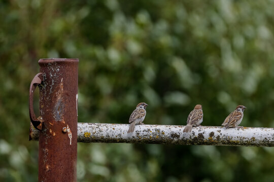 Three Eurasian Tree Sparrows (Passer montanus) on a fence. The species is identified by the deep chestnut-brown crown and nape, and the black spots on the pure white cheeks. 