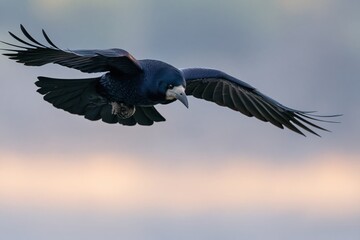 Fototapeta premium The Raven in Seamless Flight Over a Serene Sunset Sky