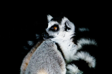 HD close-up of a ring-tailed lemur on a dark background, with sparkling amber eyes and soft fur © Yf