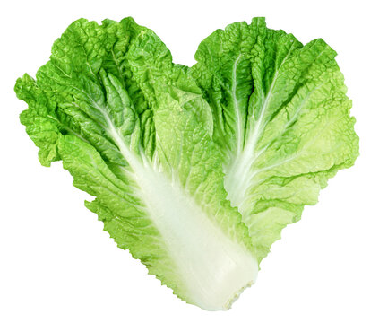 Two fresh green Chinese cabbage leaves arranged in a heart shape isolated. Concept of healthy eating and love for fresh vegetables. High quality studio product shot.