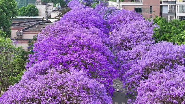 Purple Jacaranda Trees in Full Bloom Urban Street