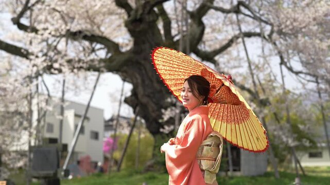 A woman in an orange kimono looks back over her shoulder while holding a paper parasol beneath blossoms. Japan, April 19, 2025, spring.