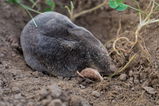 A small mole actively digs through the soil, emerging from its hole on the ground's surface. The animal's velvety dark fur is dusted with fine sand during underground work near green clover roots.