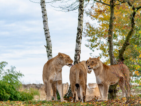 Lionnes