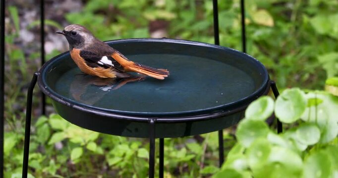 鉢皿に溜めた水で水浴びするジョウビタキ