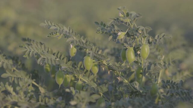 Chickpea bush. Chickpeas ripening in the field. Chickpeas in the field after treatment with chemicals. slow motion video. ProRes 422 10 bit C-LOG video..