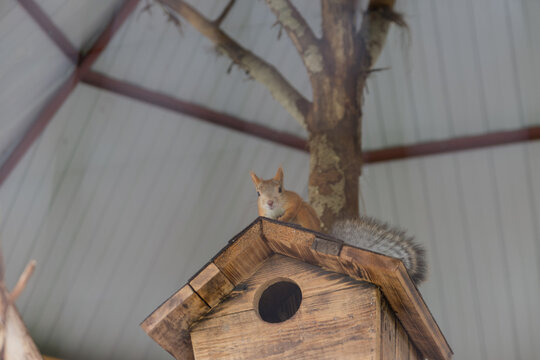 A small brown squirrel sits on top of a wooden birdhouse. The background features a tree and a rustic interior with a metal roof.