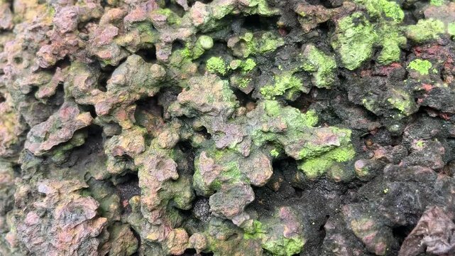 Mossy Lava Rocks: Close-up texture of porous, rough lava rocks with patches of vibrant green moss growing on their surfaces, showcasing a unique natural formation.