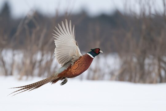 The Pheasant in Flight Over a Snowy Field With Vibrant Colorful Plumage