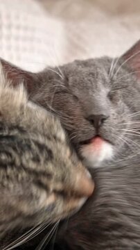Two cats cuddling on white blanket at home. Cute domestic striped friendly cats. 2 sleepy kittens washing. Family couple feline resting together, Happy tabby beautiful pets in love hugging