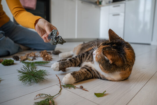 Owner offers bark to a resting calico cat surrounded by leaves, branches and pinecones, introducing outdoor smells and textures to reduce boredom and encourage curiosity in an inactive pet.