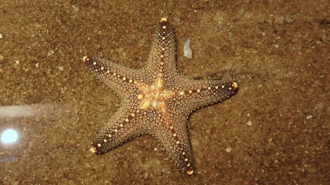 Crown of thorns Starfish, Blue Starfish, Chocolate Chip Starfish, Red Knob Sea Star, Sand-sifting Starfish, Brittle Star, Sunflower Sea Star, Royal Starfish, Granulated Sea Star, Common Sea Star Fish.