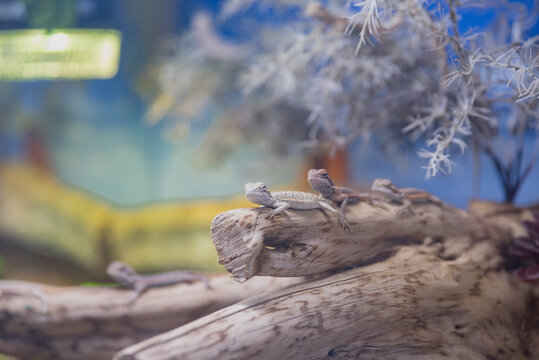 Two small lizards resting on a log in a terrarium. The background features a blurred landscape with trees and a colorful sky.