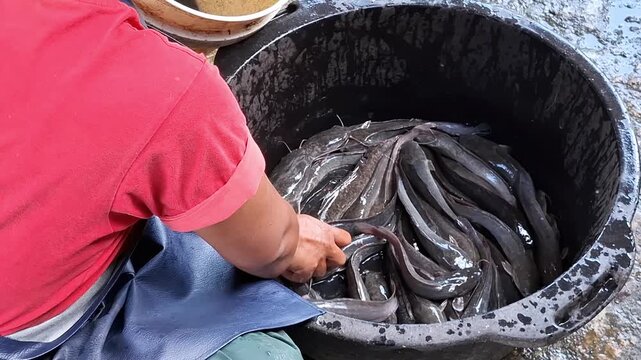 A man in red shirt and blue apron catching black and long catfish from black tub with water to sell to the market.