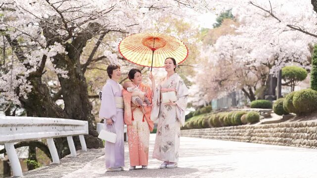 Three women in kimonos gather with a baby and paper parasol on a paved street beneath flowering cherry trees. Japan, April 19, 2025, spring.
