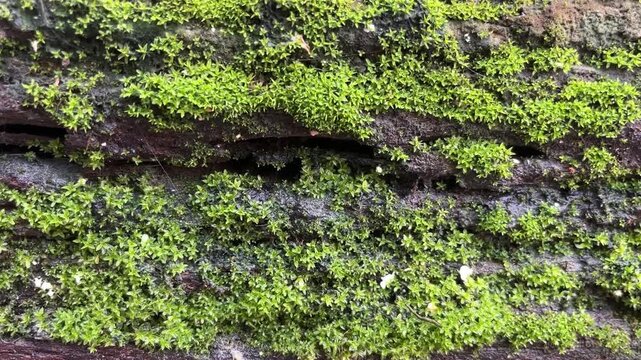 Moss Texture on Bark: A close-up, detailed view of vibrant green moss growing on the textured surface of tree bark, highlighting the intricate patterns of nature.