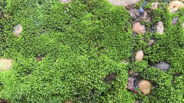 Green Moss on Rocks: Close-up of vibrant green moss growing on weathered stones, showcasing the delicate texture and natural beauty of this resilient plant.