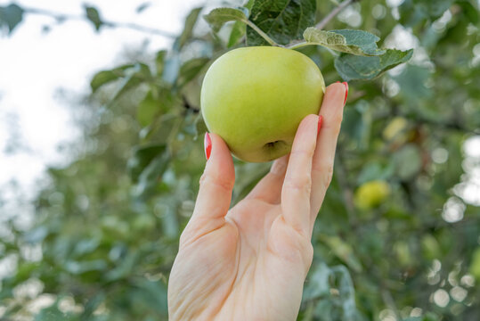 Woman's hand with red nails gently holding a ripe green apple on the tree, evoking healthy eating, organic harvest, garden freshness and a connection to nature