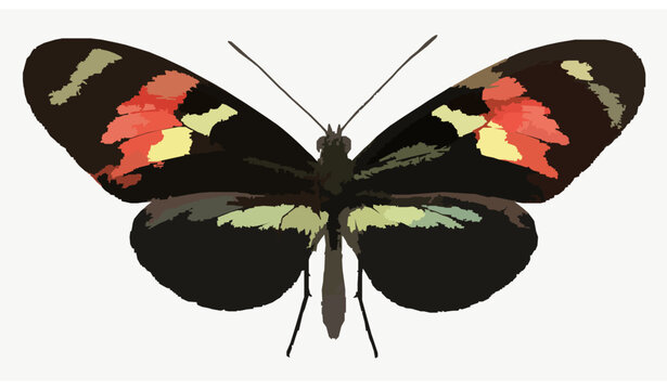 Tropical Black Butterfly Heliconius Doris Specimen