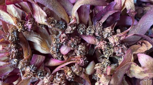 Close-up of Dried Flower Petals: A macro view reveals the intricate textures and delicate beauty of dried flower petals and seeds, showcasing nature's ephemeral art.