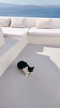 サントリーニ島にいる可愛い猫と美しい街並み