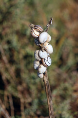 Famille de petits escargots tous collés sur le piquet © helenedevun