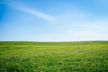 Obraz premium Lush green grassland with scattered wildflowers stretching to distant horizon