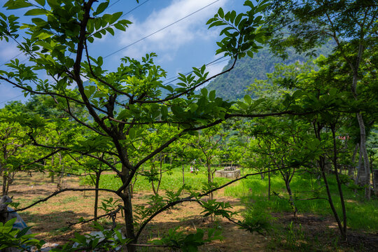 Green fruit trees in a rural orchard in Xa Chi Lang