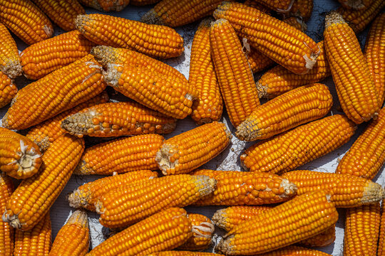 Dried corn cobs in Xa Chi Lang