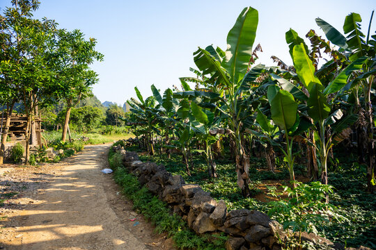 Dirt path beside banana plantation in Xa Phuc Hoa