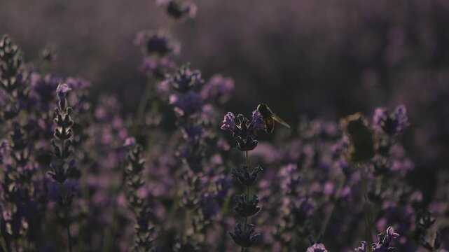 Bee lavender nature, a honey bee collecting nectar on purple flowers in a sunny field for environmental and natural conservation projects