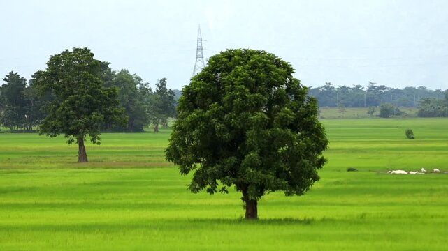 A large leafy tree stands in the middle of expansive green rice fields, with additional trees, agricultural land and a rural landscape extending into the distance.
