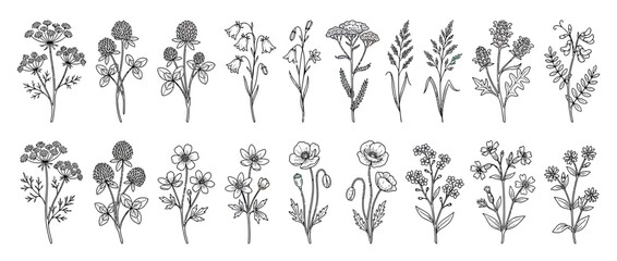 Fototapeta premium Botanical Line Art Collection: Wildflowers and Ferns