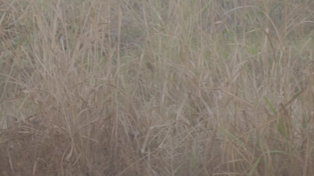 Maned wolf walking through grassy field of Brazil.