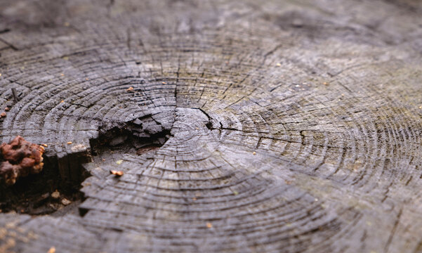 Weathered Tree Stump Cross Section Showing Concentric Annual Growth Rings