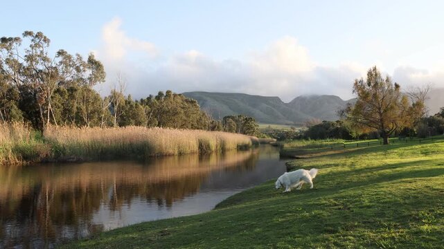 Golden Retriever, Klein River and Mountains at sunrise, Stanford, South Africa