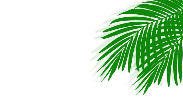 palm leaf shadow animation 