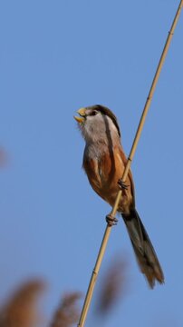 Close-up of a beautiful small brown songbird clinging vertically to a thin reed stalk against a clear blue sky.