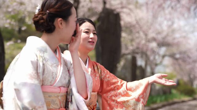Two women in patterned and orange kimonos sit close together beneath cherry blossoms, one covering her mouth. Japan, April 19, 2025, spring.